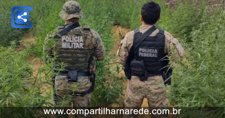 Sertão de PE e BA: Polícia destrói roças de maconha e apreende armas e munições