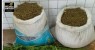 Policiais militares erradicam plantação de maconha e apreendem 18 kg da droga, arma e munições na zona rural de Itacuruba