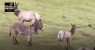 Curioso Caso na Califórnia | Um burro, possivelmente liderando um grupo de veados, é suspeito de ter matado um leão-