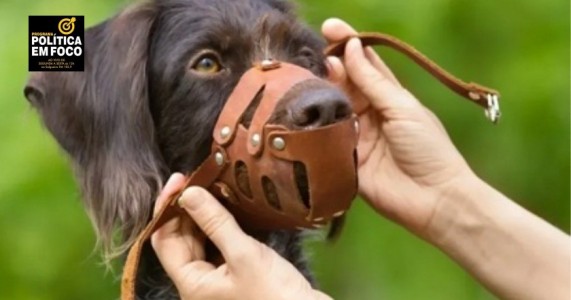 Bodocó: Lei obriga uso de coleira, focinheira e enforcador em cães de grande porte e raças 