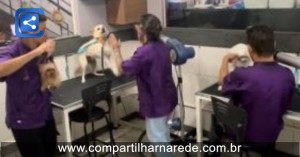 Tosadores fazem a alegria de cachorros em "festa" no pet shop; Assista