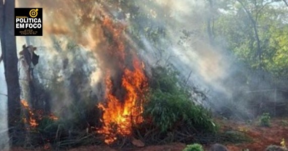 Polícia erradica cerca de 4.500 pés de maconha no sertão de Pernambuco