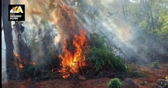 Polícia erradica cerca de 4.500 pés de maconha na zona rural de Carnaubeira da Penha