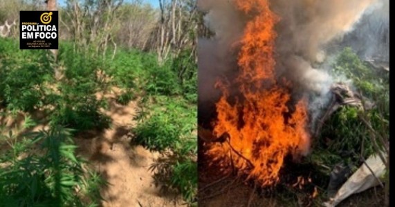 Policiais militares da 2ª CIPM erradicam quase 10 mil pés de maconha na zona rural de Cabrobó