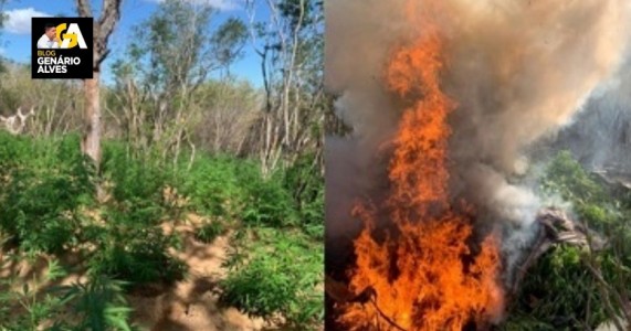 Policiais militares da 2ª CIPM erradicam quase 10 mil pés de maconha na zona rural de Cabrobó