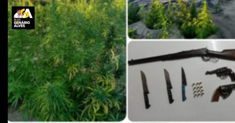 Policiais militares erradicam mais de 10 mil pés de maconha em   Lagoa Grande