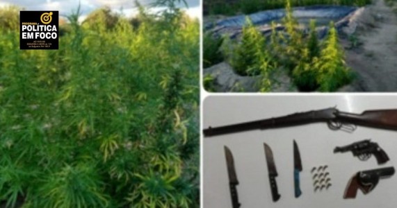 Policiais militares erradicam mais de 10 mil pés de maconha em Lagoa Grande