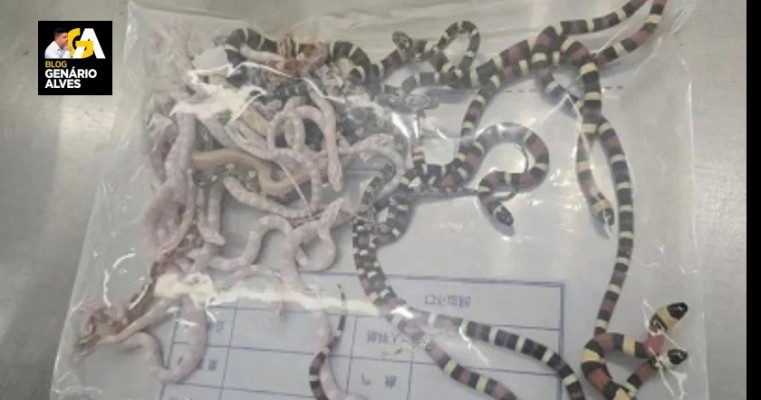 Homem tenta contrabandear mais de 100 cobras vivas dentro das calças na China