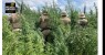 PM erradica 65 mil pés de maconha
