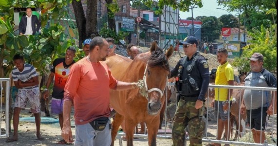 Prefeitura do Jaboatão disponibiliza canal de denúncia contra maus-tratos a animais