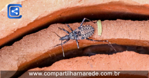 Prefeitura orienta moradores na zona rural sobre prevenção da doença de Chagas em Petrolina