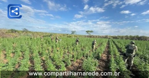 Sertão: Cipe Caatinga erradica 90 mil pés de maconha durante ação integrada