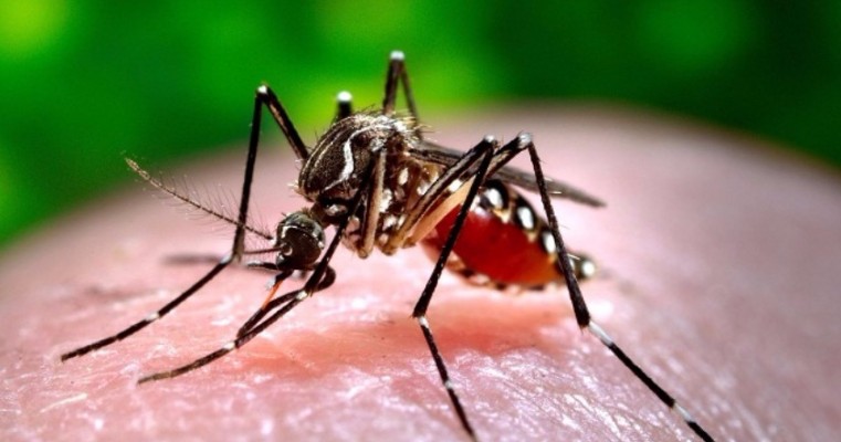 Aumenta em Pernambuco número de municípios em situação satisfatória quanto ao combate à dengue