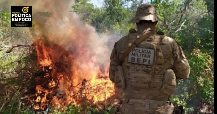 FORÇAS DE SEGURANÇA DE PERNAMBUCO APREENDEM MAIS DE 200 KG DE ENTORPECENTES EM ABRIL