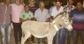Odacy Amorim fecha parcerias com prefeitura de Ouricuri e Afrânio para colocação de cintas luminosas em animais soltos