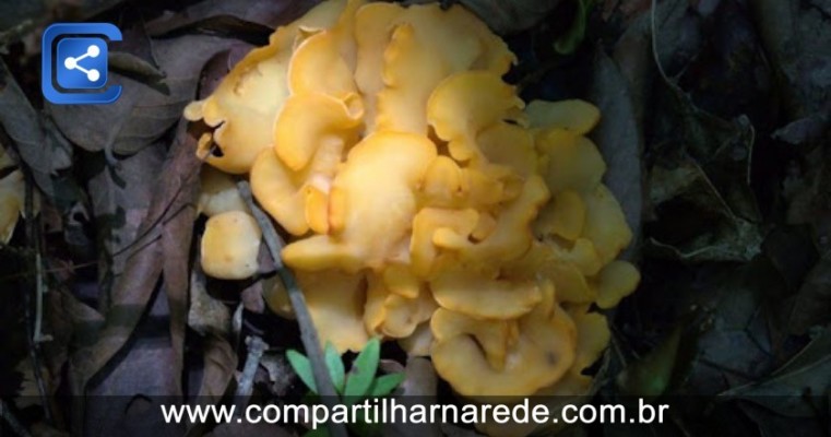 Médico encontra cogumelo crescendo em intestino de paciente; foto é impressionante