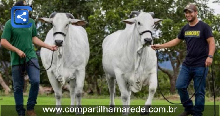 Conheça a fazenda milionária de Henrique e Juliano que tem até aeroporto; Assista