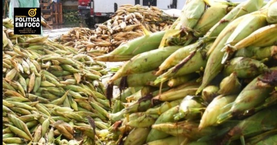 PREÇO DO MILHO VERDE SUBIU ATÉ, 54,55% EM RELAÇÃO A 2024