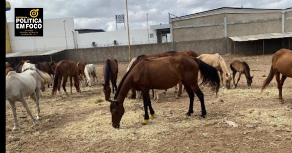 Cerca de um mil animais que circulavam em vias públicas foram recolhido
