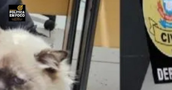 Homem é preso por castração clandestina de gatos