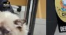 Homem é preso por castração clandestina de gatos