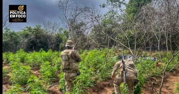 POLÍCIAS ERRADICAM MAIS DE 13 MIL PÉS DE MACONHA EM  PERNAMBUCO