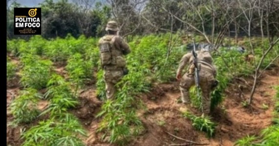 Operação conjunta entre BEPI, CIPE Caatinga e Polícia Federal erradica mais de 13 mil pés de maconha