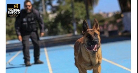 Morre Condor, cão policial que serviu a Polícia Civil em operações pelo estado