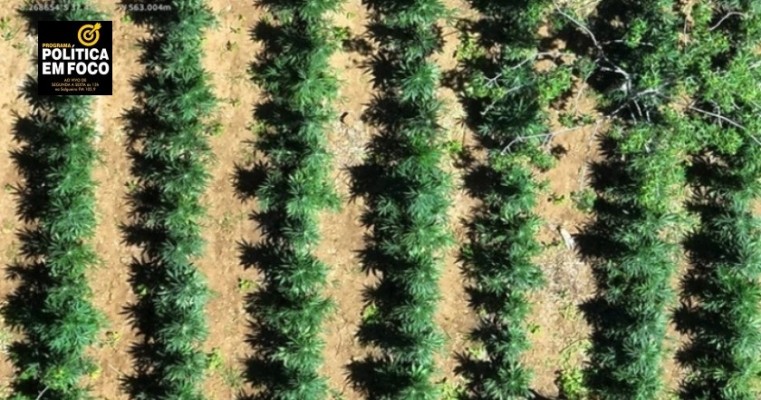 150 MIL PÉS DE MACONHA SÃO DESTRUÍDOS EM SERTÂNIA