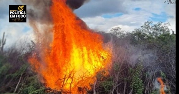 Operação da Polícia Federal erradica cerca de 335 mil pés de maconha em Salgueiro, Serra Talhada