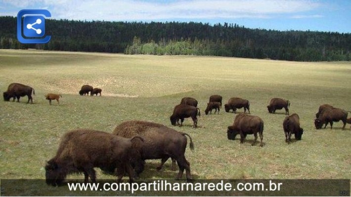 'Beefalo': O híbrido de vaca e bisão que ameaça o Grand Canyon