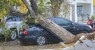 Durante ventania, árvore desaba e atinge carros na Concha de Serra Talhada, PE
