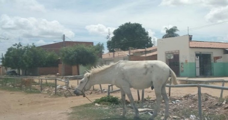 Moradores reclamam de animal preso no sol no bairro São Gonçalo, em Petrolina-PE
