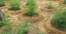 Equipe do BEPI erradica plantação de maconha e apreende armas de fogo na zona rural de Cabrobó, no Sertão de PE