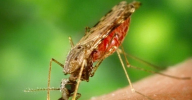 Pernambuco registra caso de malária