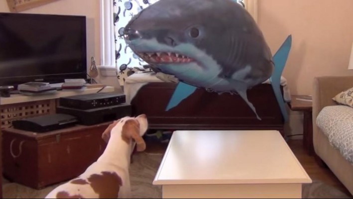 Cachorro Corajoso Que Enfrenta Um Tubarão Voador é Incrível