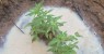 Polícia prende idoso de 64 anos que cultivava plantação de maconha em Santa Maria da Boa Vista