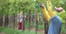 Cadastramento para Chapéu de Palha da Fruticultura começa na próxima segunda-feira