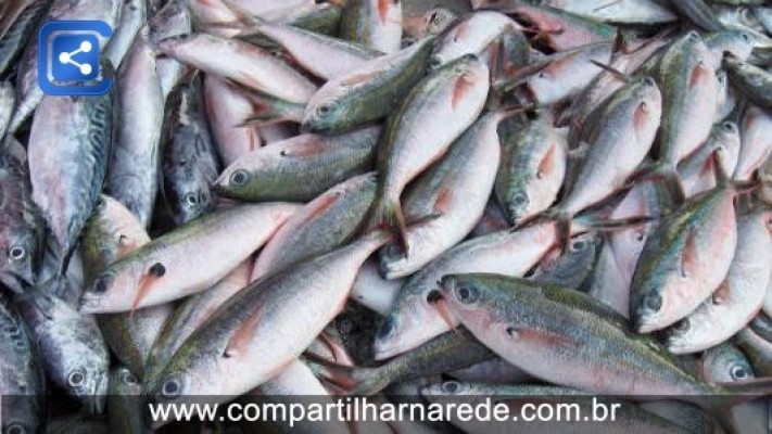 Operação Pescado: fique de olho nos peixes vendidos para a Semana Santa