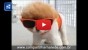 Os 10 animais mais fofos da net.