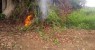Polícia Militar erradica mais de 2 mil pés de maconha no Sertão de Pernambuco