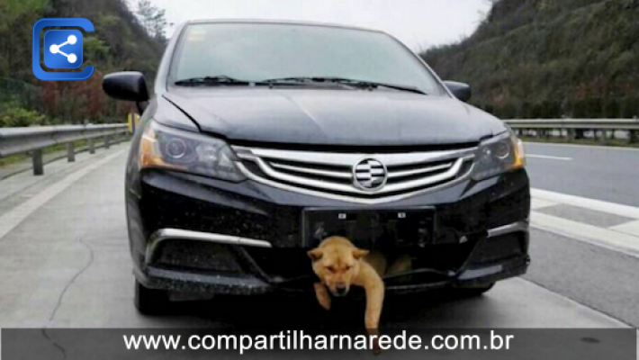 Chinês dirige por quase 400 km com cachorro preso no parachoque do carro