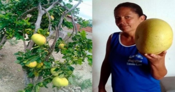 ‘Laranja gigante’ é colhida no interior da Bahia e intriga moradores