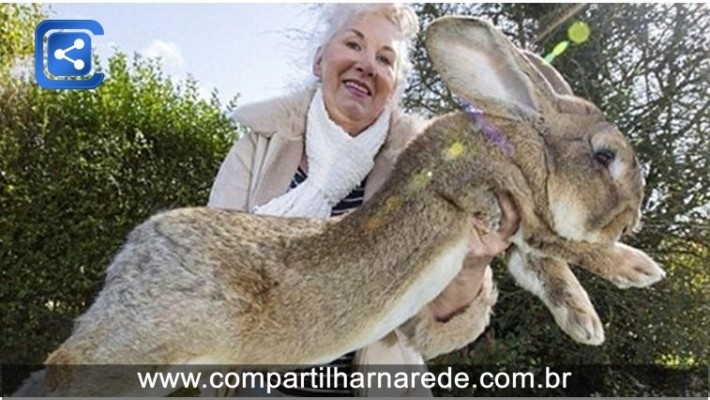 Pesando 25 kg, maior coelho do mundo pode ser superado por seu filho