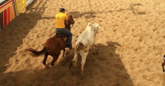 Notícia boa para os amantes de Vaquejada:  O esporte pode ser legalizado em Pernambuco.