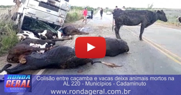 Colisão entre caçamba e vacas deixa animais mortos na AL 220