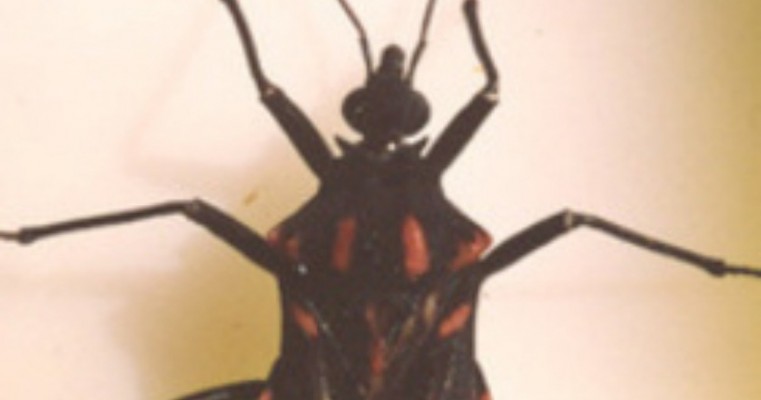 Profissionais de saúde sabem pouco sobre Doença de Chagas, diz estudo
