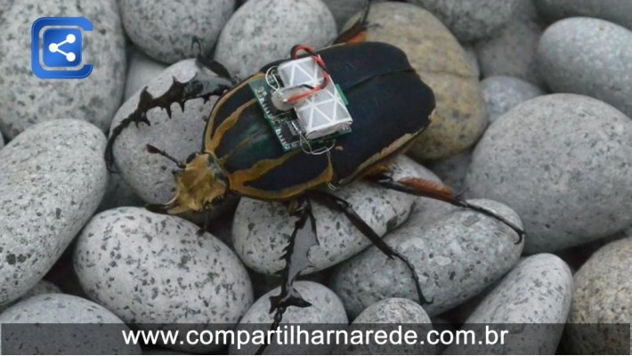 Cientistas criam besouros ciborgues para possíveis operações de resgate