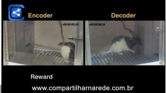 Incrível: cientistas conectaram o cérebro de ratos através da internet