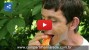 'Colecionador' de frutas raras cultiva 1,3 mil espécies em sítio de SP